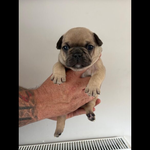 French Bulldog - Both