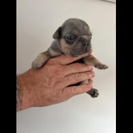 French Bulldog - Both