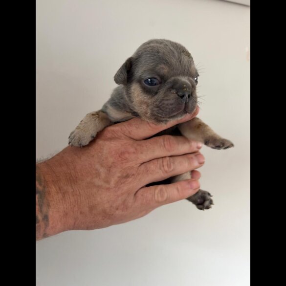 French Bulldog - Both