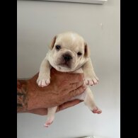 French Bulldog - Both
