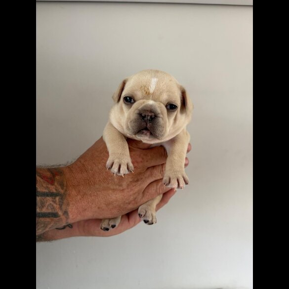 French Bulldog - Both
