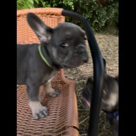French Bulldog - Both