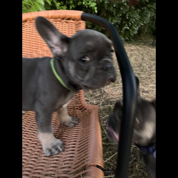 French Bulldog - Both