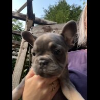 French Bulldog - Both