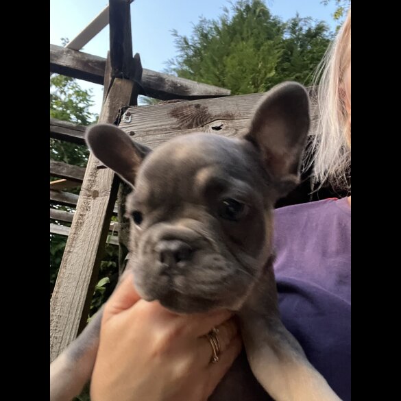 French Bulldog - Both