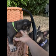 French Bulldog - Both