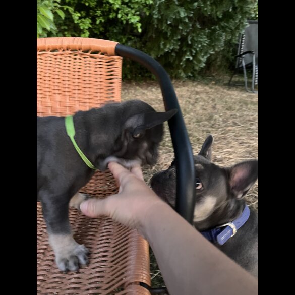 French Bulldog - Both