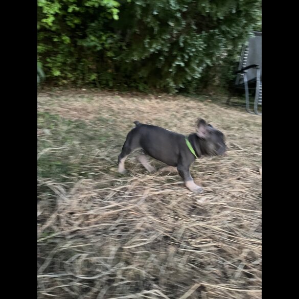 French Bulldog - Both