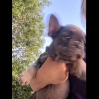 French Bulldog - Both