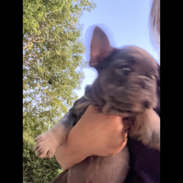 French Bulldog - Both