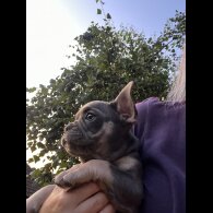 French Bulldog - Both