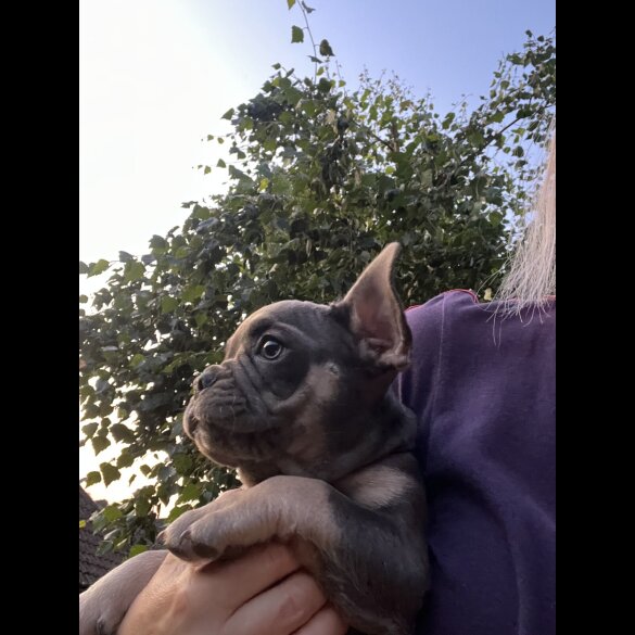 French Bulldog - Both