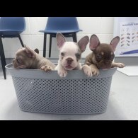 French Bulldog - Both