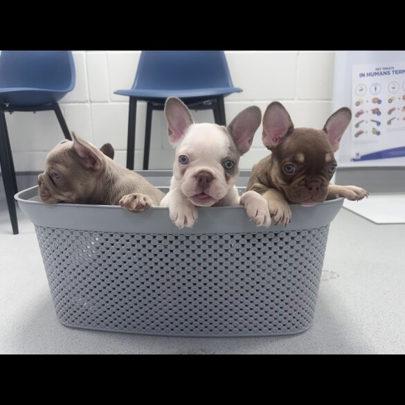 French Bulldog - Both
