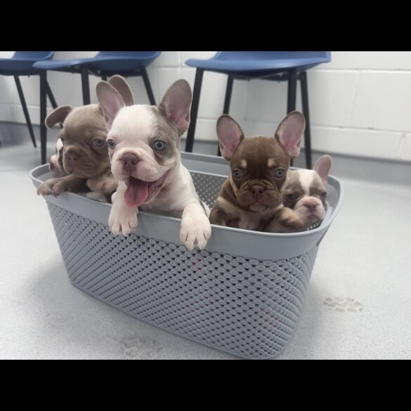 French Bulldog - Both