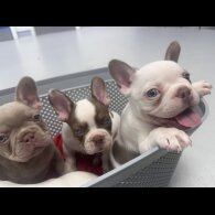 French Bulldog - Both
