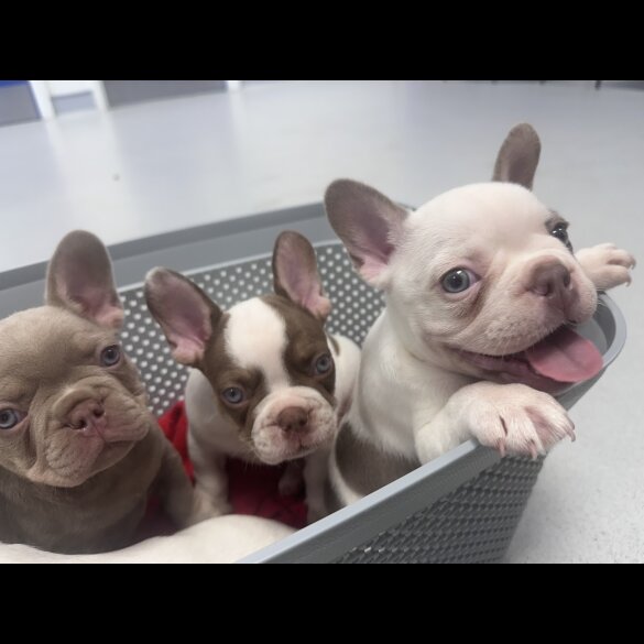 French Bulldog - Both