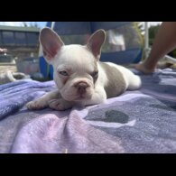 French Bulldog - Both