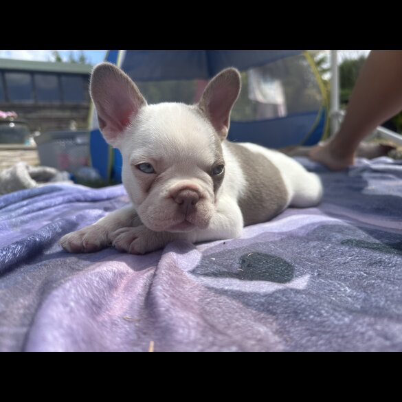 French Bulldog - Both