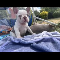 French Bulldog - Both