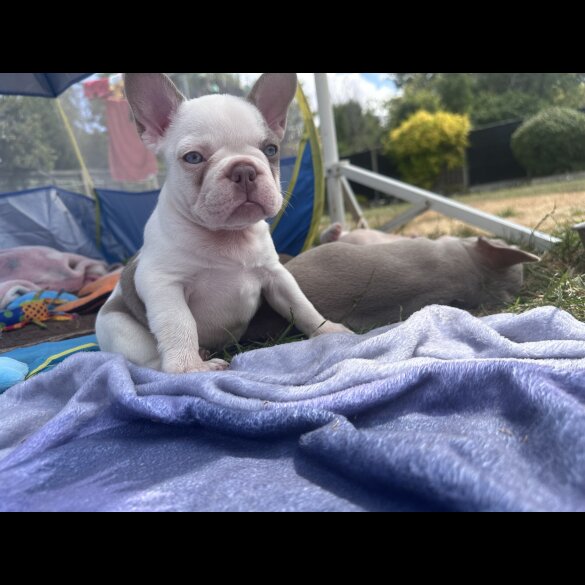 French Bulldog - Both