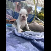 French Bulldog - Both