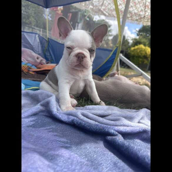French Bulldog - Both