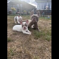 French Bulldog - Both