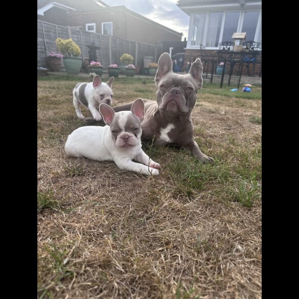French Bulldog - Both