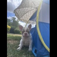 French Bulldog - Both