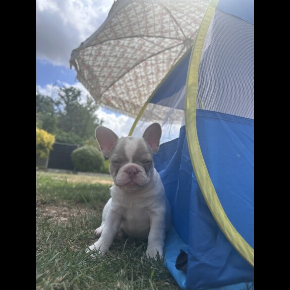 French Bulldog - Both