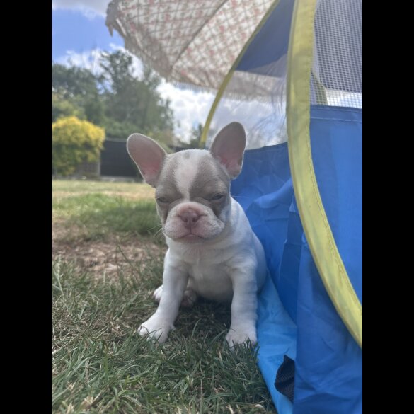French Bulldog - Both