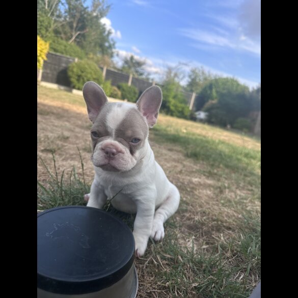 French Bulldog - Both