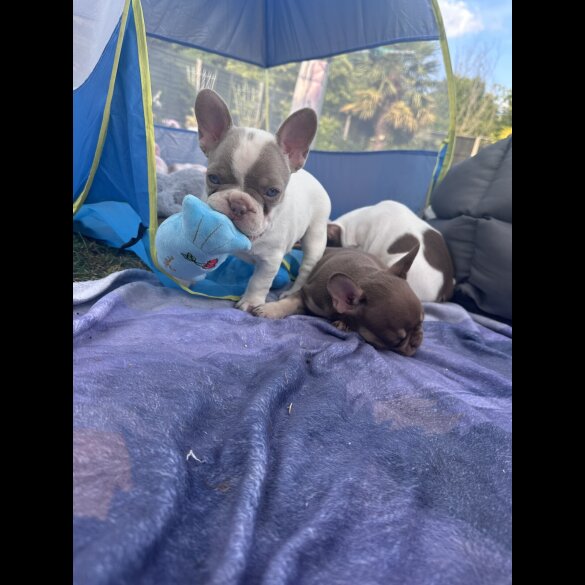 French Bulldog - Both