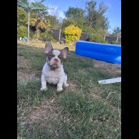 French Bulldog - Both