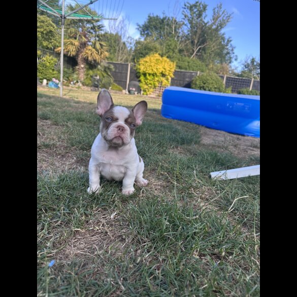 French Bulldog - Both