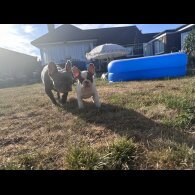 French Bulldog - Both