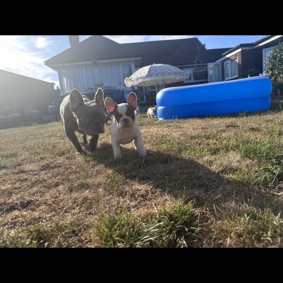 French Bulldog - Both