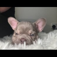 French Bulldog - Both