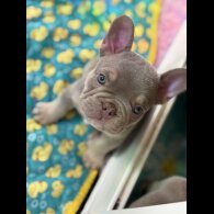 French Bulldog - Both