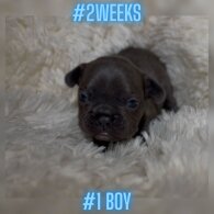 French Bulldog - Both