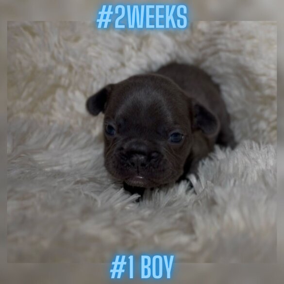 French Bulldog - Both