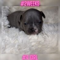 French Bulldog - Both