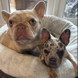 French Bulldog - Bitches