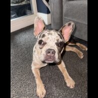 French Bulldog - Bitches
