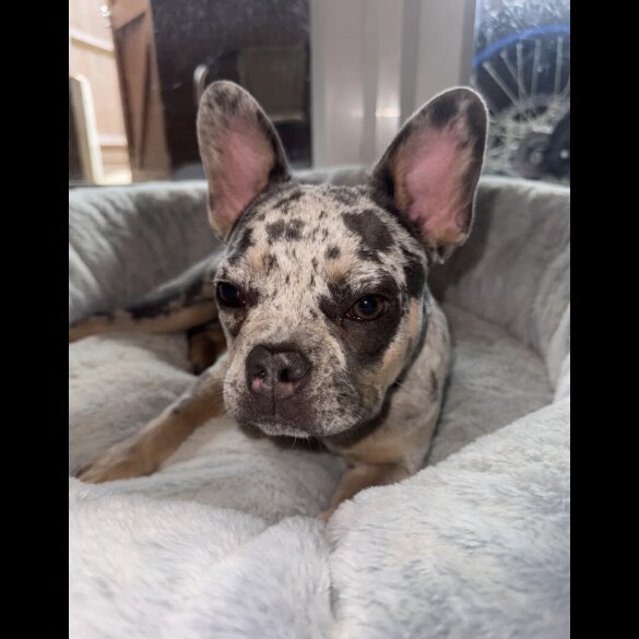 French Bulldog - Bitches