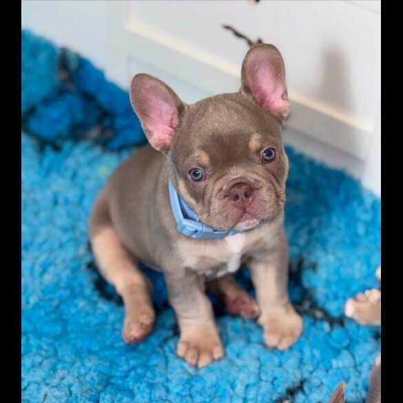 French Bulldog - Both