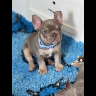French Bulldog - Both