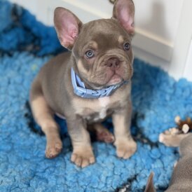 French Bulldog - Both