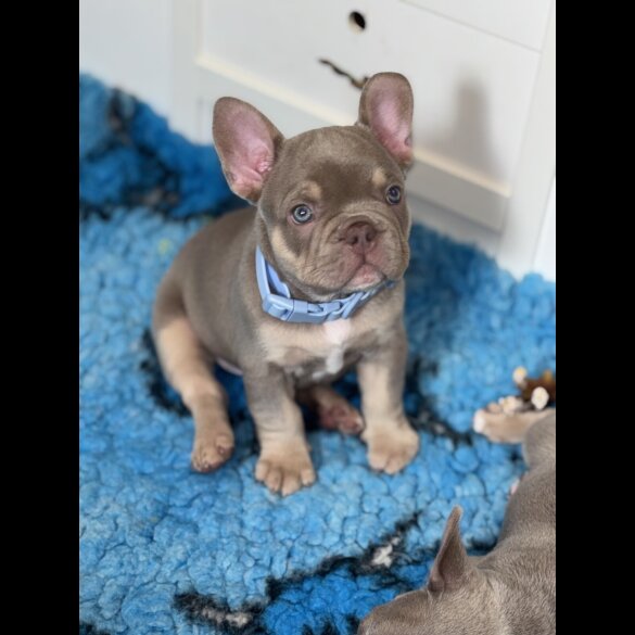 French Bulldog - Both